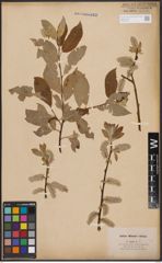 Foto von Salix caprea L.